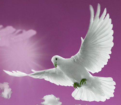 white-dove-flying